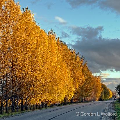 Autumn Tree-Lined Road_00496.jpg - Photographed at Kilmarnock, Ontario, Canada.
